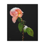 Winter Rose Canvas Stretched, 0.75"