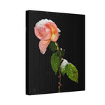 Winter Rose Canvas Stretched, 0.75"