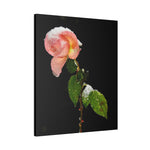 Winter Rose Canvas Stretched, 0.75"