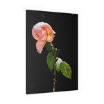 Winter Rose Canvas Stretched, 0.75"