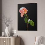 Winter Rose Canvas Stretched, 0.75"