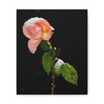Winter Rose Canvas Stretched, 0.75"