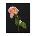 Winter Rose Canvas Stretched, 0.75"