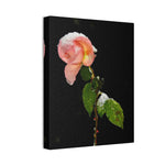 Winter Rose Canvas Stretched, 0.75"