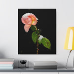 Winter Rose Canvas Stretched, 0.75"