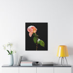 Winter Rose Canvas Stretched, 0.75"