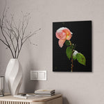 Winter Rose Canvas Stretched, 0.75"