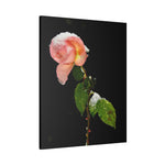 Winter Rose Canvas Stretched, 0.75"