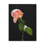 Winter Rose Canvas Stretched, 0.75"