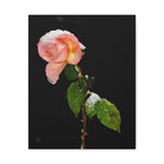 Winter Rose Canvas Stretched, 0.75"