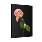 Winter Rose Canvas Stretched, 0.75"