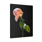 Winter Rose Canvas Stretched, 0.75"